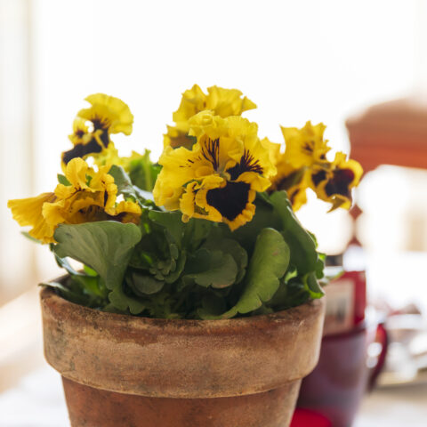 トキメキの哲学（Ⅱ）トキメキを取り戻すには？