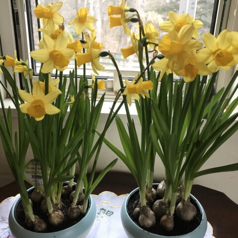 婚活を支える「根と翼」という考え方 　　自分らしい婚活のヒント